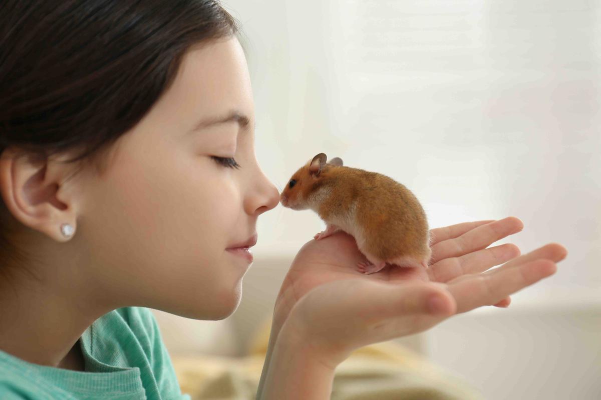 Ensure a Hamster Is Friendly Before Adopting