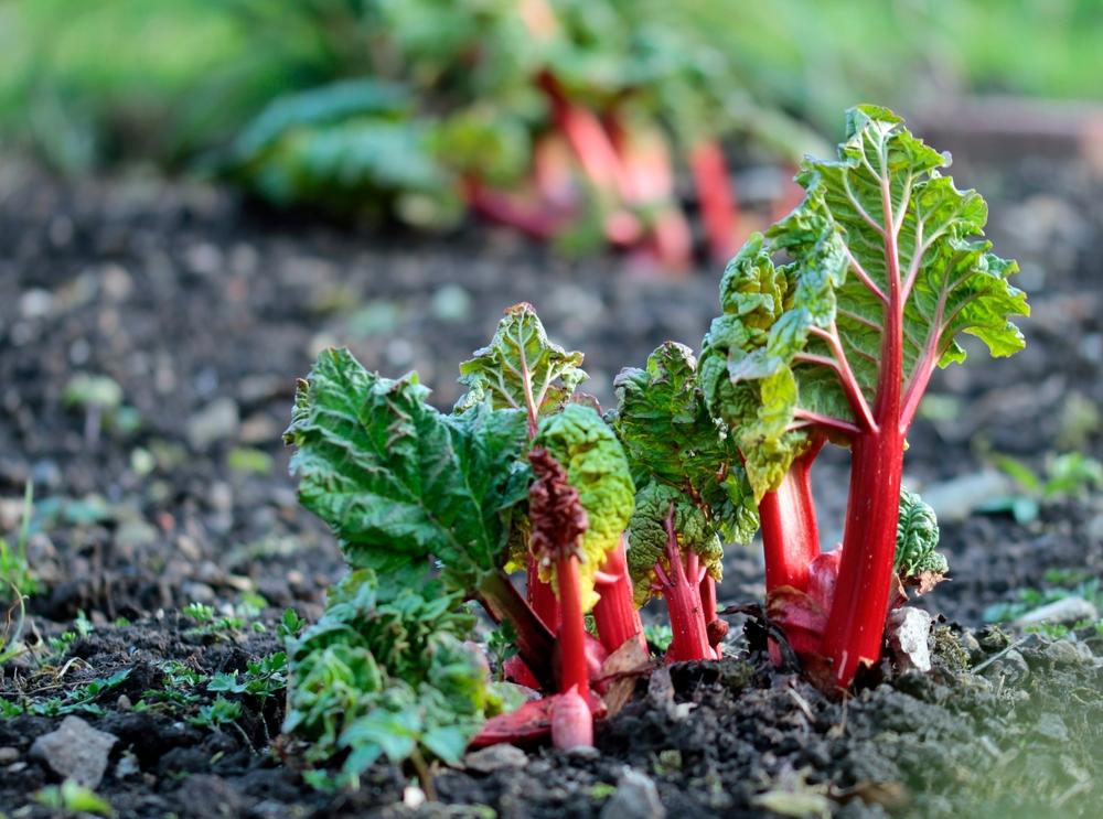 Now is a great time to plant rhubarb. (Art_Pictures/Shutterstock)
