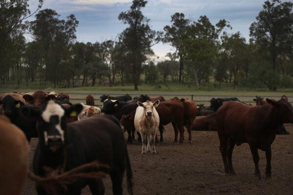Mixed breed cattle are seen in Meandarra, Australia, on Jan. 18, 2021. (Lisa Maree Williams/Getty Images)