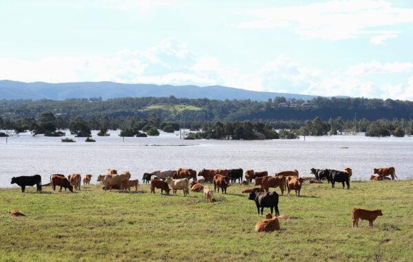  Cattle take higher ground at a flooded farm in Richmond, Australia, on March 25, 2021. (Cameron Spencer/Getty Images)