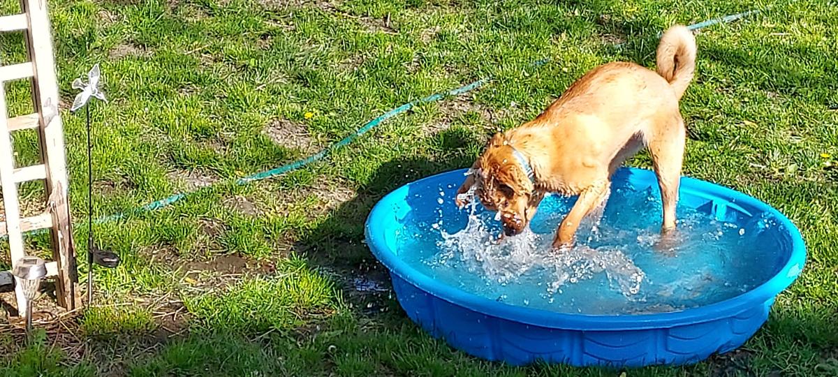 Peaches in a pool at her new home. (Courtesy of <a href="https://www.lakehumane.org/">Lake County Humane Society</a>)