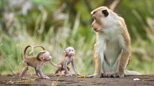 Macaque monkey Kumar appears with two infants in "Monkey Kingdom<em>." </em>The documentary depicts the complex social hierarchy of the animals.