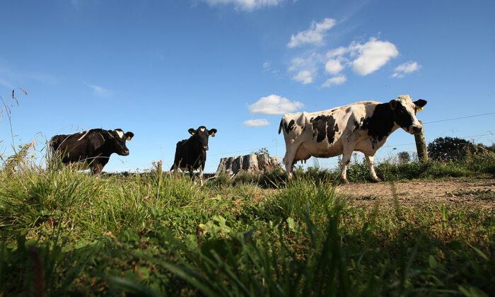 New Zealand Farmers Could Soon Pay Flatulence Tax for Livestock Under World-First Plan