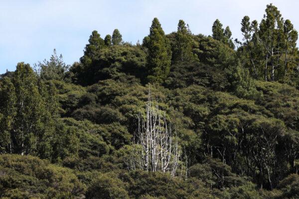 A dead Kauri tree among the forest at Huia in the Waitakere Ranges Regional Park in Auckland, New Zealand, on Sept. 4, 2017. (Fiona Goodall/Getty Images)