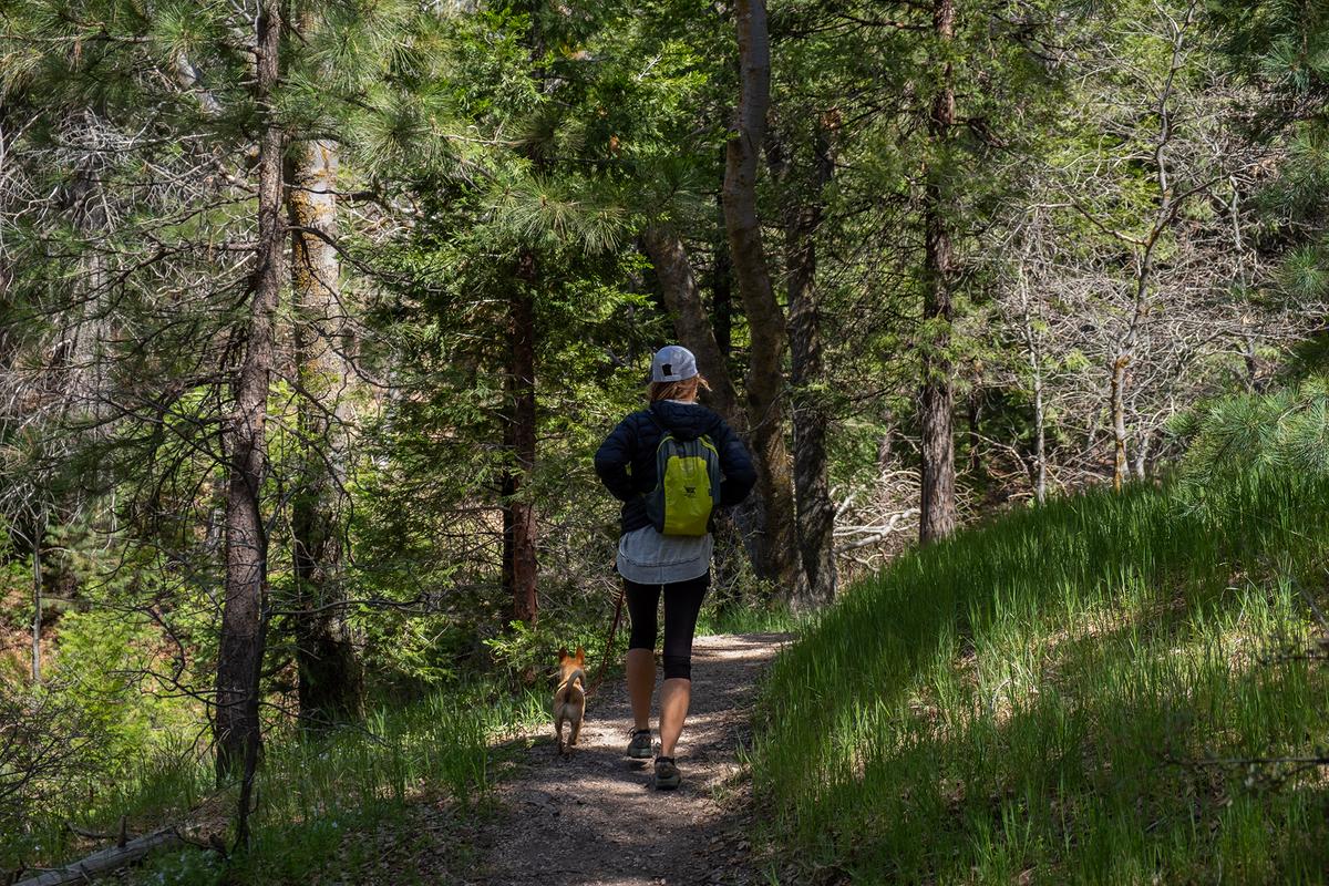 TJ living his best life on hikes around Lake Arrowhead. (Benjamin Myers/TNS)