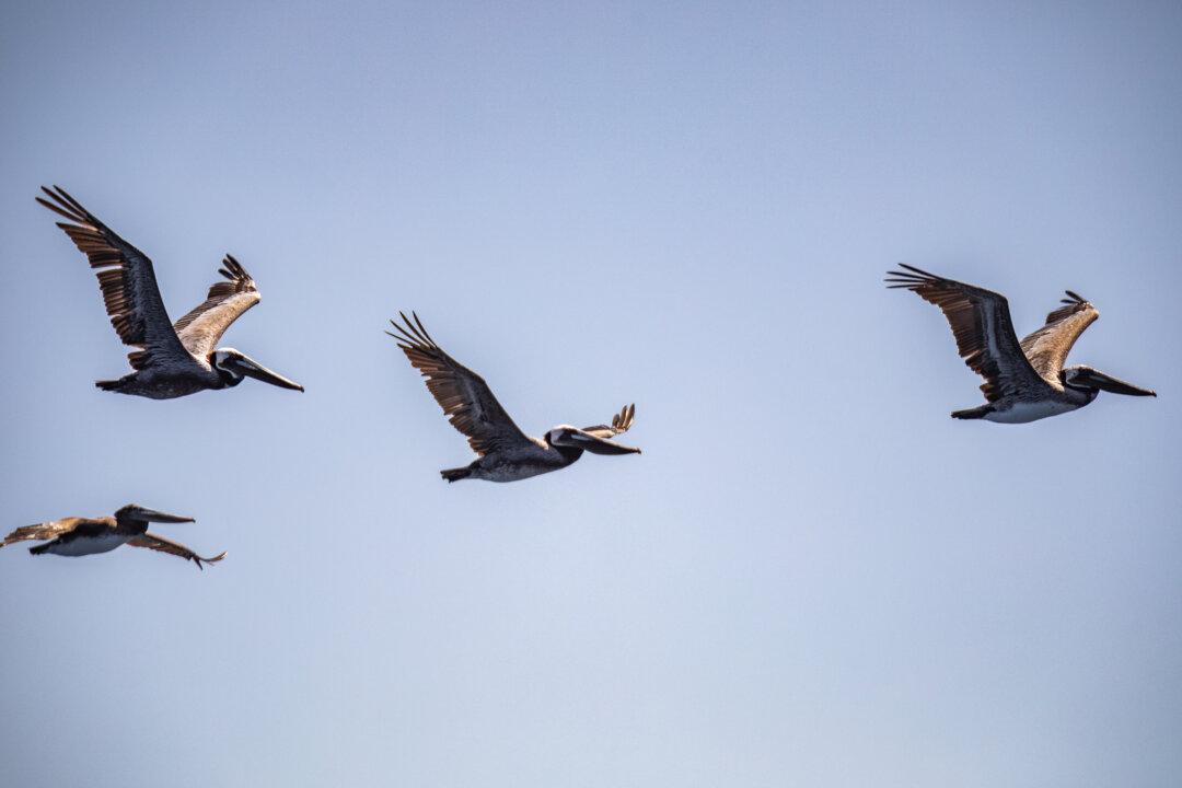 Brown Pelican Crisis Developing in Southern California