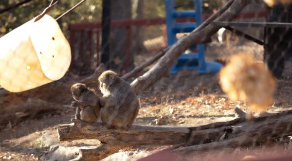 Various animals occupy different habitats at the Blank Park Zoo in Iowa. (Savannah Howe for American Essence)