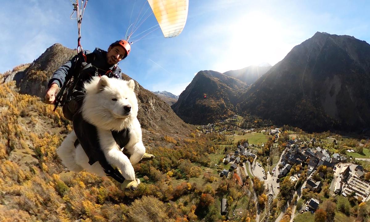 VIDEO: Fearless, Fluffy Pup's Paragliding Adventures With His Owner Go Viral