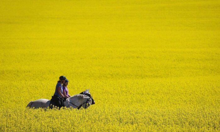 China Lifts Restrictions on Canadian Canola: Ottawa Announces