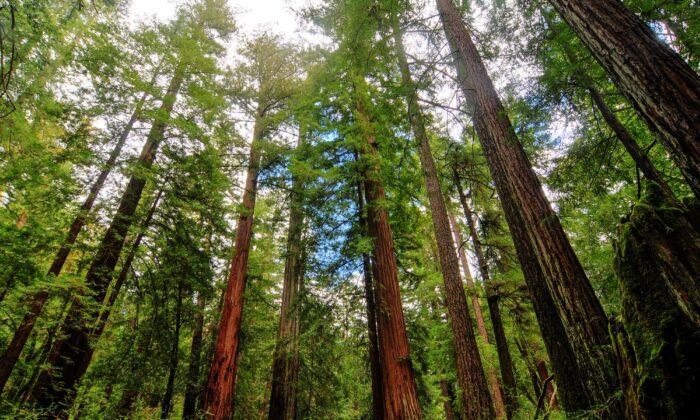 Once-Trampled (And Secret) Grove of Titans Redwood Stand in Northern California Reopens
