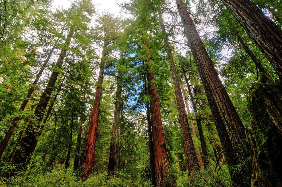 Once-Trampled (And Secret) Grove of Titans Redwood Stand in Northern California Reopens
