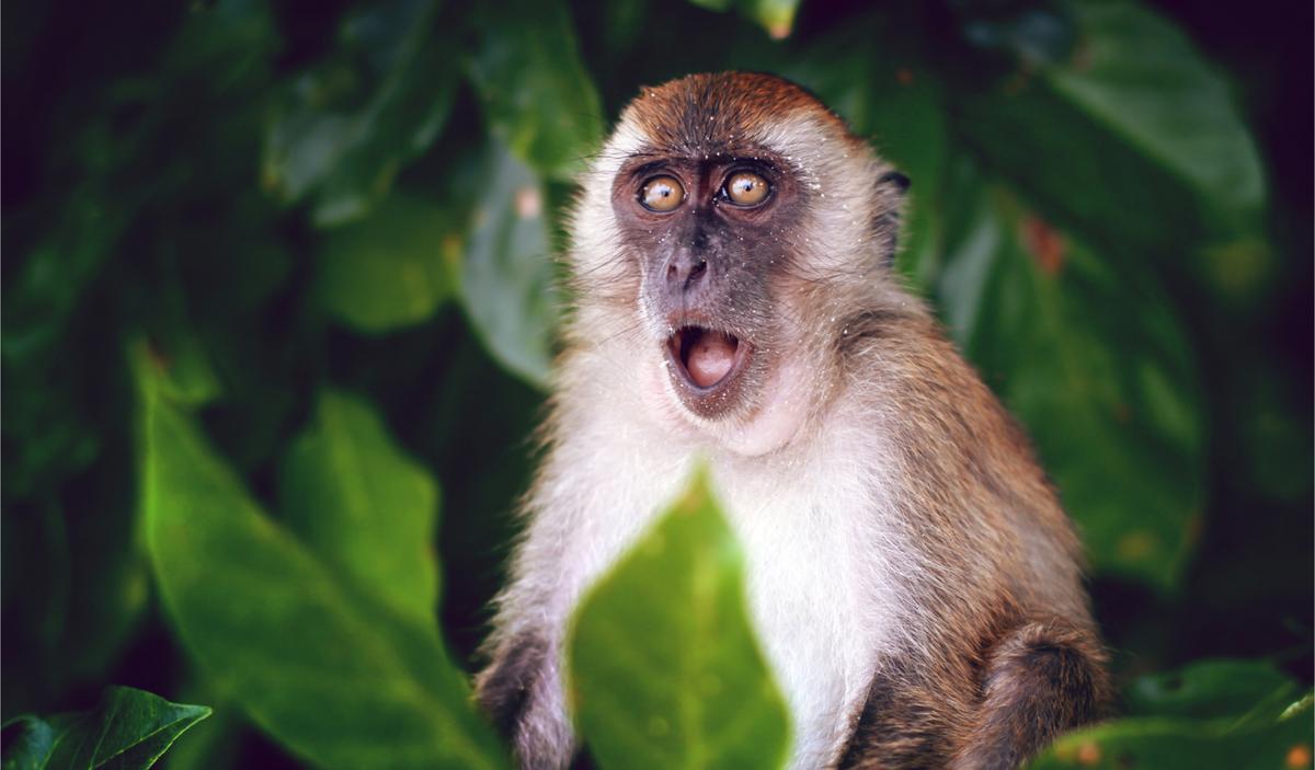 Monkeypox Was a Table-Top Simulation Only Last Year