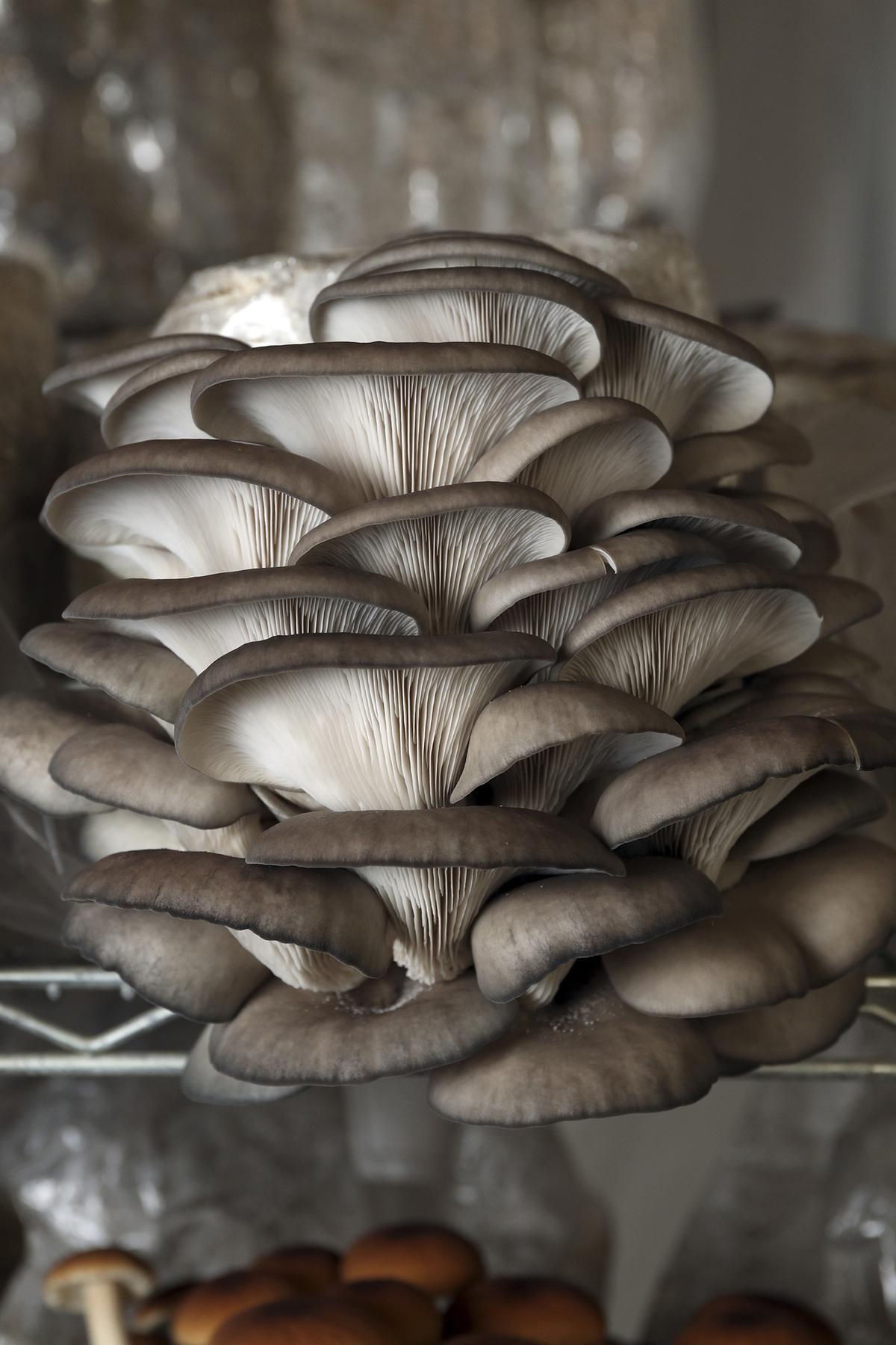 Blue Oyster mushrooms grown at Chicago-based Four Star Mushrooms, on May 17, 2022. (Terrence Antonio James/Chicago Tribune/TNS)