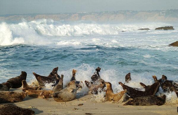 Harbor seals at Children's Pool Beach in La Jolla, Calif., on Jan. 24, 2003. (David McNew/Getty Images)