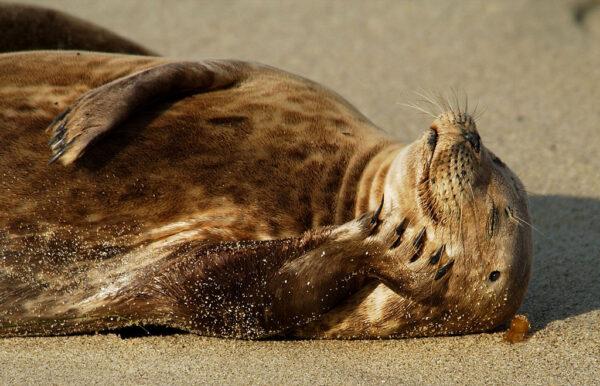 A slumbering harbor seal at Children's Pool Beach in La Jolla, Calif., on Jan. 24, 2003. (David McNew/Getty Images)
