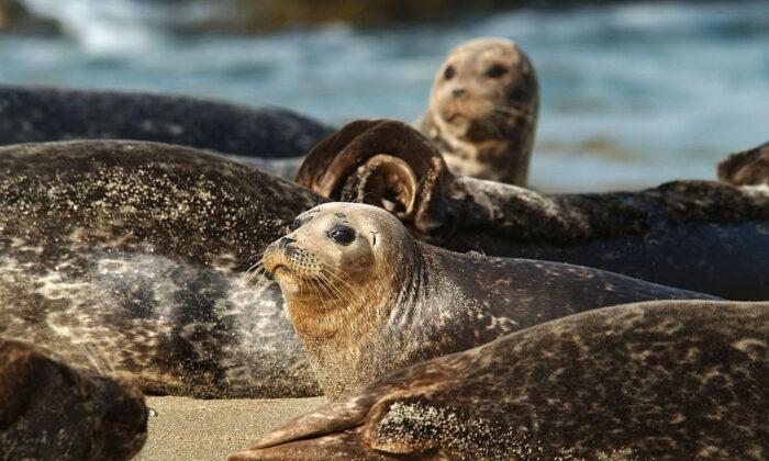Point La Jolla to Close for Sea Lions