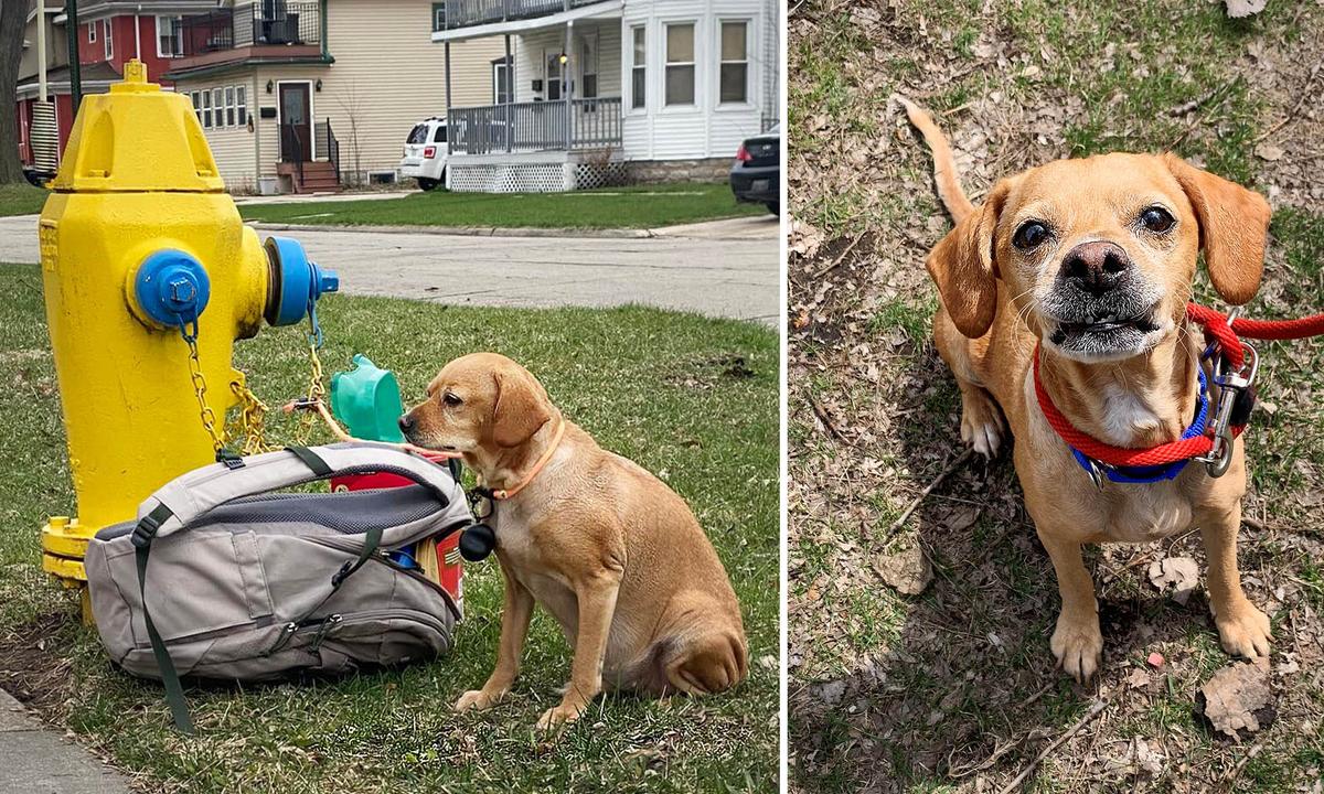 Heartbreaking Photo of Dog Found Tied to Fire Hydrant With Note Goes Viral, Leads to Adoption