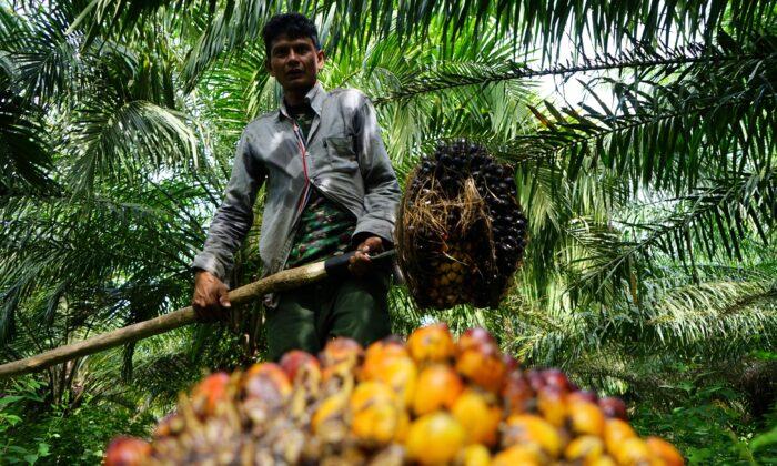 Indonesia Policy Uncertainty Hampers Resumption of Palm Oil Exports