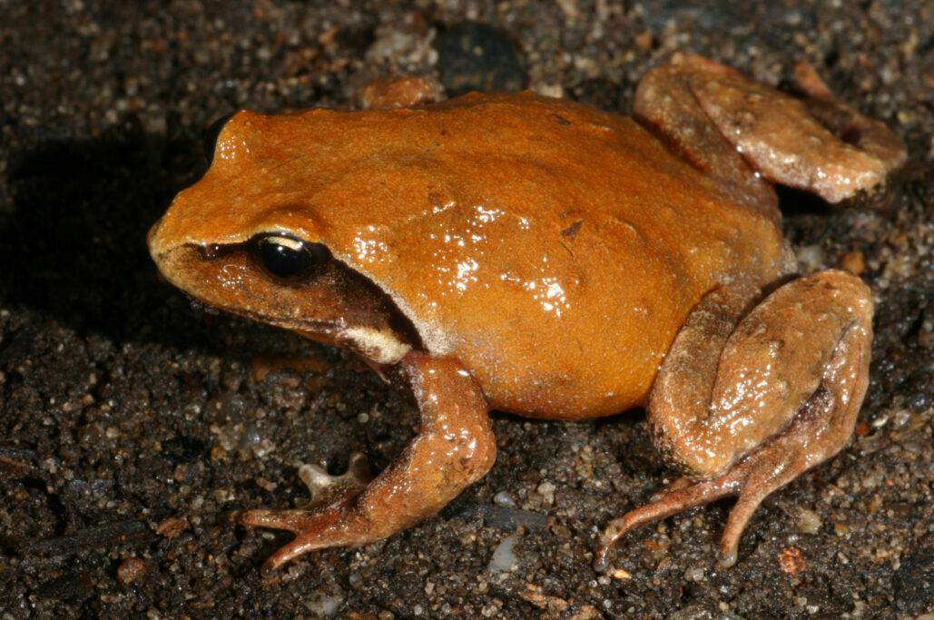 New Australian Mountain Frog Hops Into View