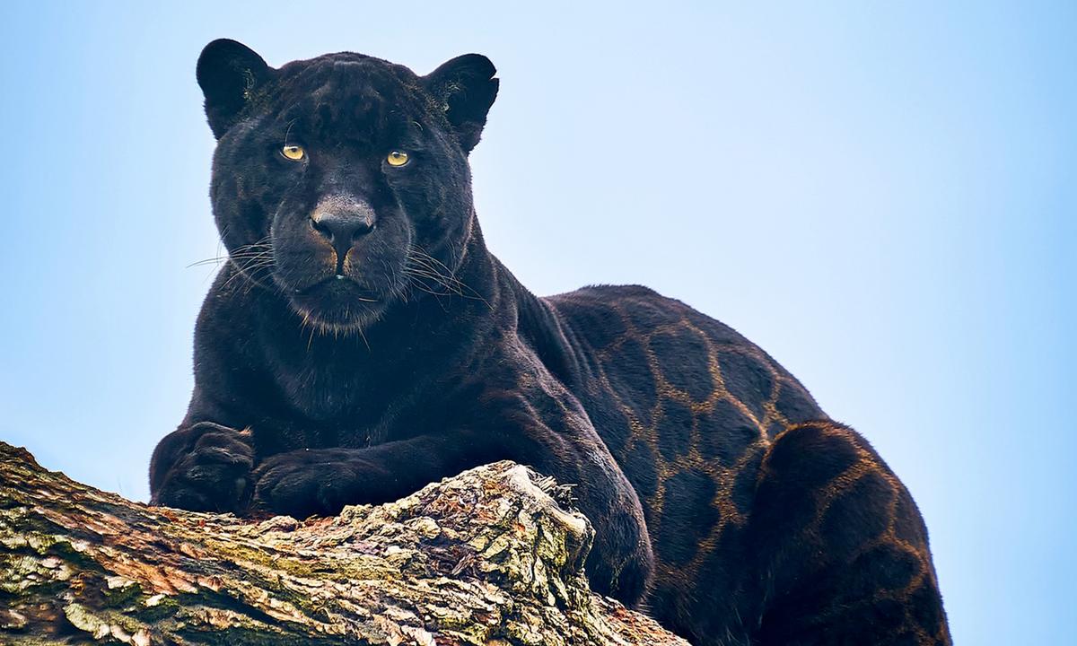 Photos: Black Jaguar’s Rare Glistening Rosette Coat Looks Like ‘Printed Silk’