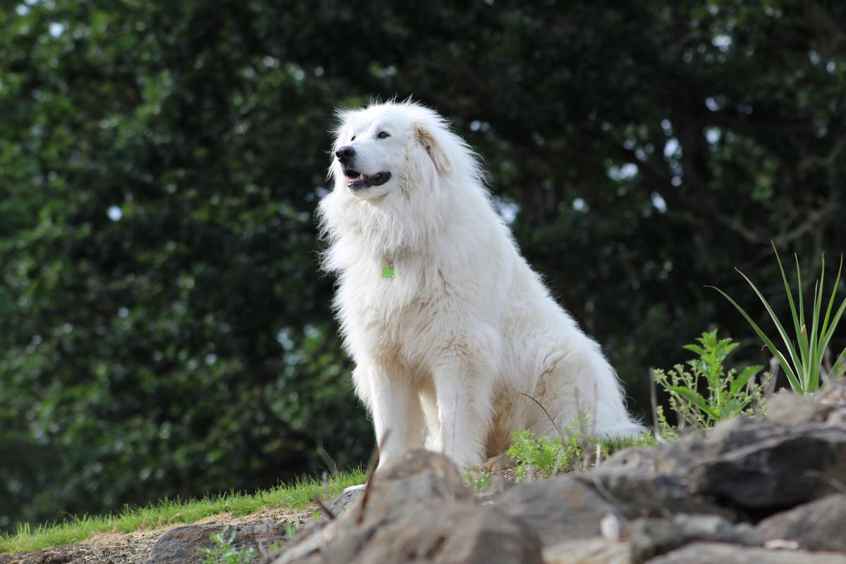 Originally bred to guard livestock, Great Pyrenees are typically gentle and loyal. (Mikhail Farina/Shutterstock)