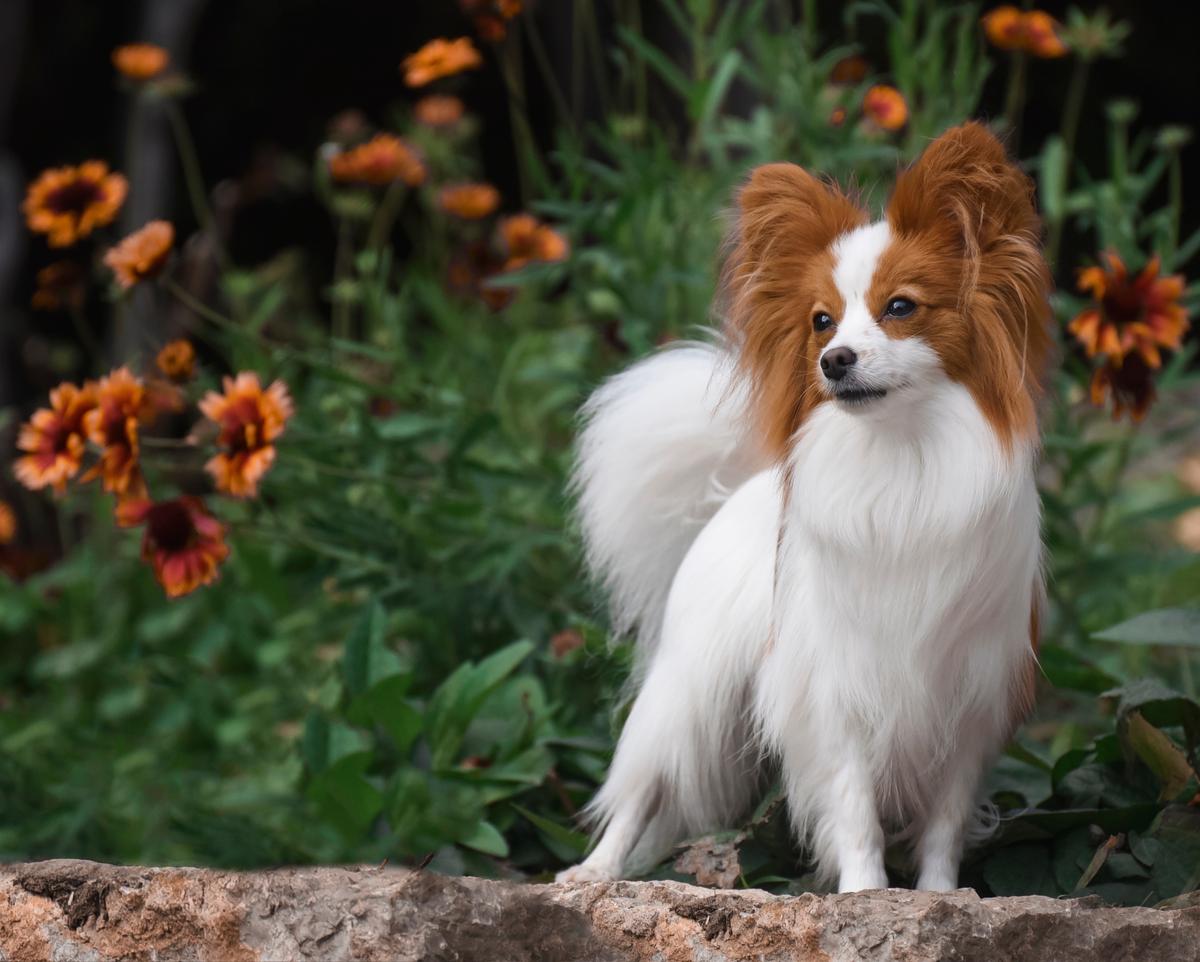 Papillon's, named for their butterfy-like ear fringe, are true lap dogs. (TATYANA ZAGORNYAK/Shutterstock)