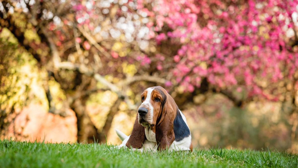 A Basset Hound in the springtime. (Will Thomas/Unsplash)