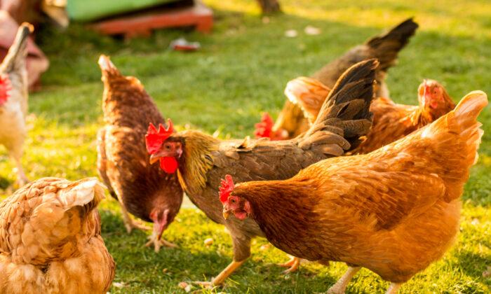 What You Need to Know Before Getting Backyard Chickens