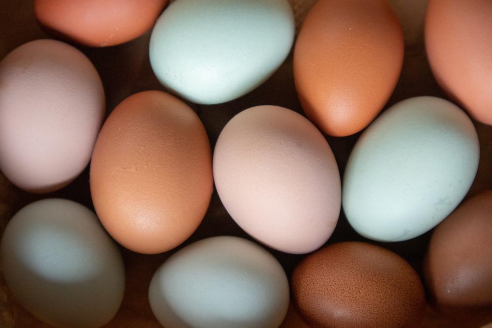 Chicken eggs come in different colors depending on the breed. (xhico/Shutterstock)