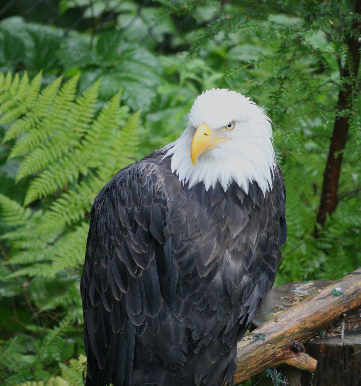 A bald eagle at the Alaska Raptor Center. (George Karelitsky/Unsplash)