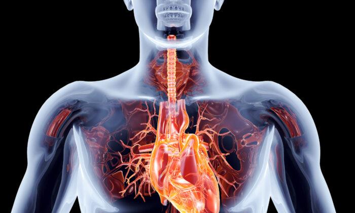 Blood Clots May Be the Root Cause of All Heart Disease