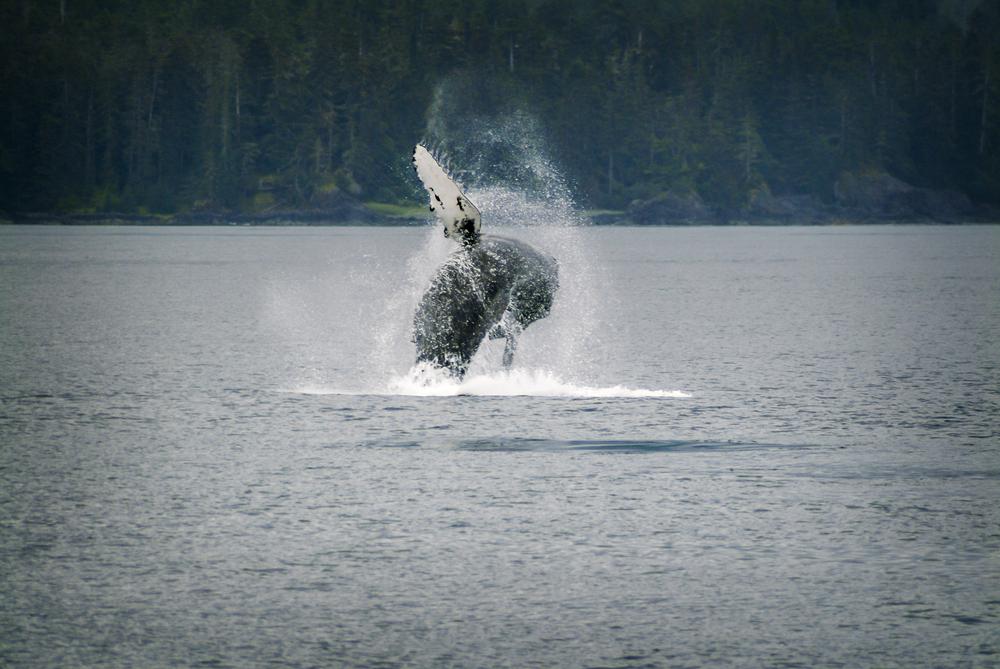 A humpback whale breaching just offshore near Sitka.<br/>(Edmund Lowe Photography/Shutterstock)