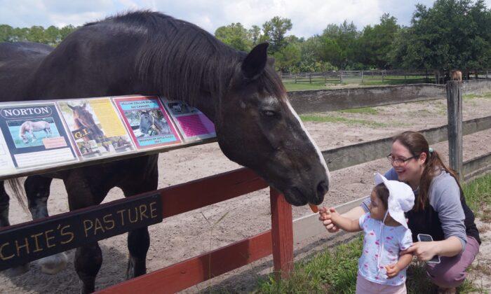 Couple Fulfills Lifelong Dream, Honors Heroic Horses with Forever Home