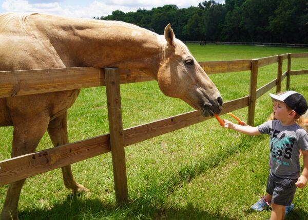 El Capitan, better known as "Cappy" to his fans, nibbles carrots from visitors. He was retired after serving as part of the Mounted Patrol Division of the Fort Lauderdale Police Department in South Florida for 10 years. (Nanette Holt/The Epoch Times)