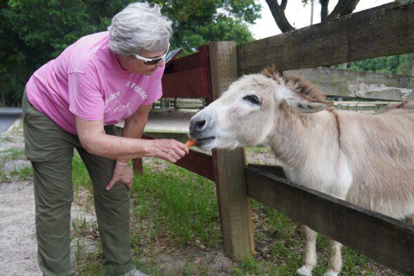 Volunteer Cynthia Lucia offers a carrot to 41-year-old Shamrock, a miniature donkey living at the Retirement Home for Horses. Lucia, 80, has volunteered regularly since 2008 and sponsors two resident horses. (Nanette Holt/The Epoch Times)