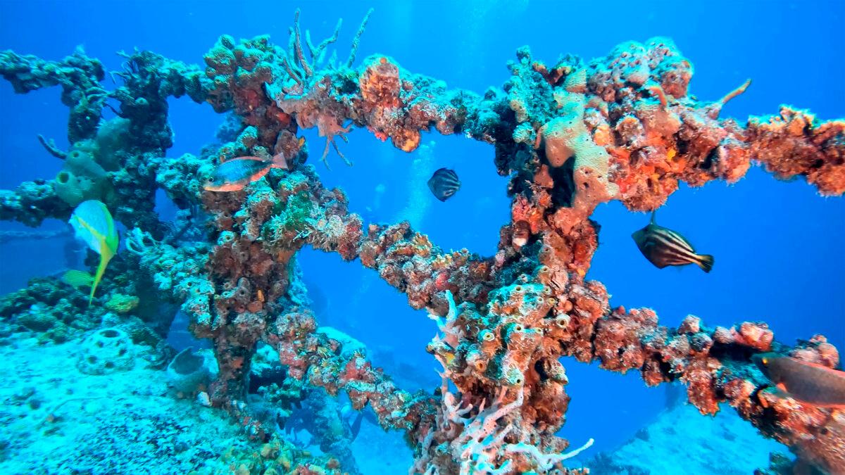 Fish swim among coral grown on the retired Naval Landing Ship Dock Spiegel Grove six miles off Key Largo in 2022. Corals like these are in danger from high sea temperatures, scientists say. (Frazier Nivens/Florida Keys News Bureau via AP)