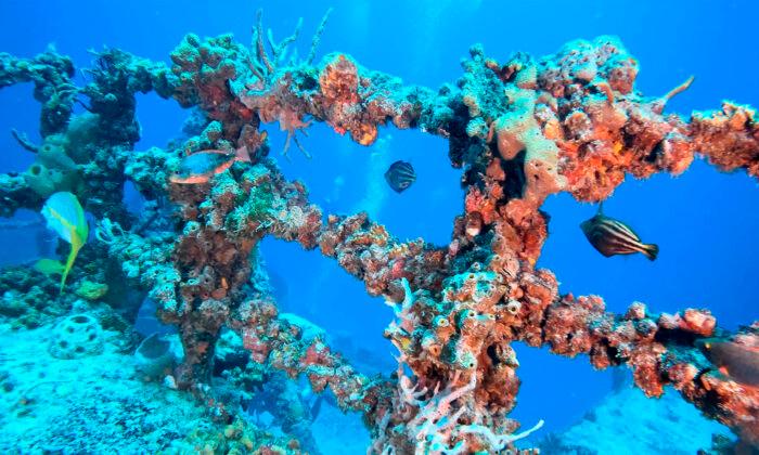 US Virgin Islands Constructing ‘First of Its Kind’ Artificial Reef