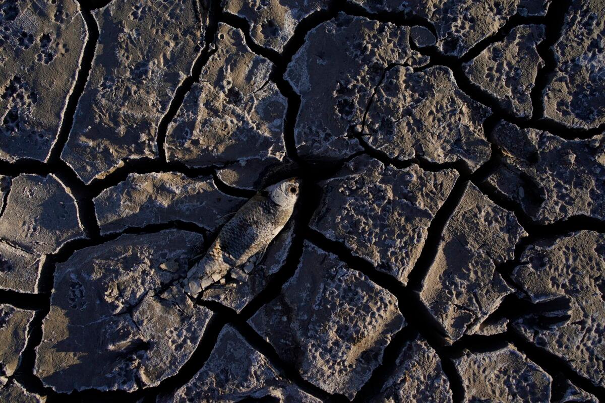 A dead fish sits on cracked earth above the water level on Lake Mead at the Lake Mead National Recreation Area, on May 9, 2022. (John Locher/AP Photo)