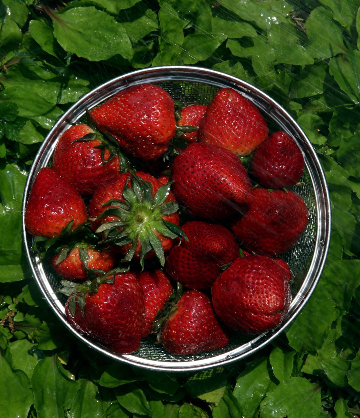 Fresh strawberries, local and otherwise, are in season now, Wednesday, May 11, 2022. (Hillary Levin/St. Louis Post-Dispatch/TNS)