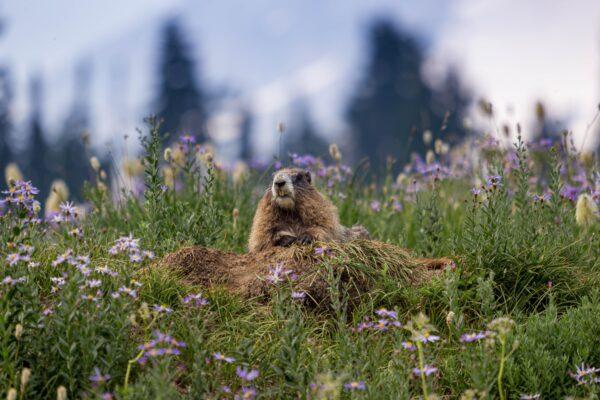 A hoary marmot, the largest North American ground squirrel, peeks from its den at Mount Rainier National Park. (Keith Draycott/Moment/Getty Images)