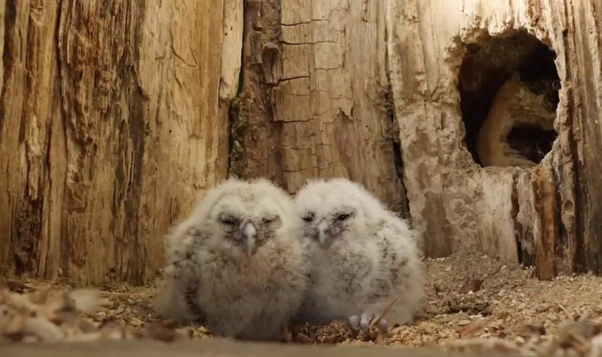 The two orphaned owlets. (Courtesy of <a href="https://www.robertefuller.com/">Robert E Fuller</a> via <a href="https://www.youtube.com/c/RobertEFuller">Youtube</a>)