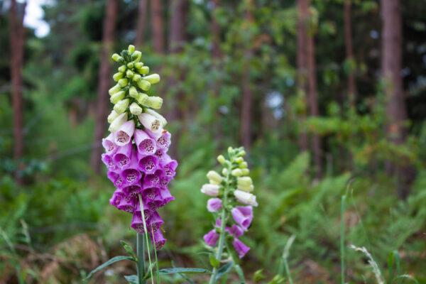 Foxgloves are biennials—their life cycle lasts 2 seasons. (ShutterStock)