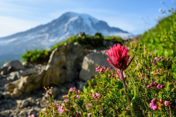 An Indian paintbrush, one of the many wildflowers blooming on Mount Rainier in the summer. (Kelly vanDellen/Shutterstock)