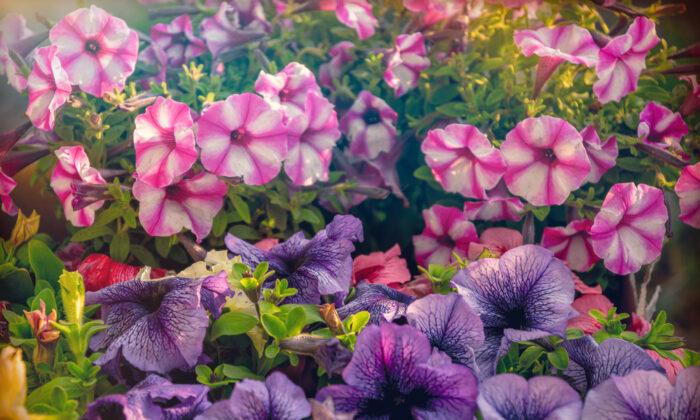 What’s the Difference Between Annual and Perennial Plants?
