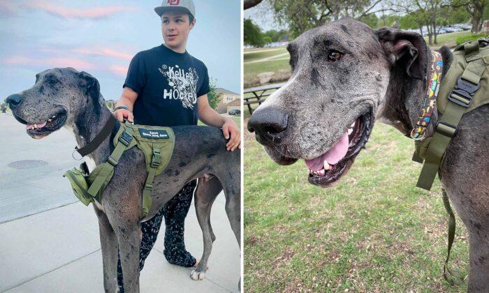 Towering Great Dane ‘Zeus’ Claims Record for ’World’s Tallest Dog Living,' Guinness Confirms