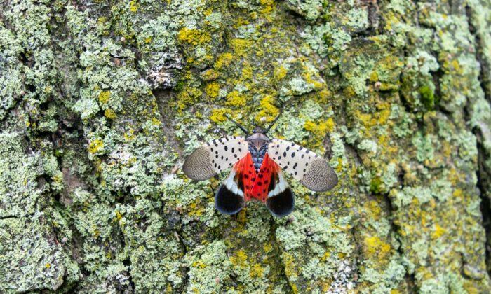 Spotted Lanternflies Are Hatching Again. but How Far Do They Spread Each Year?