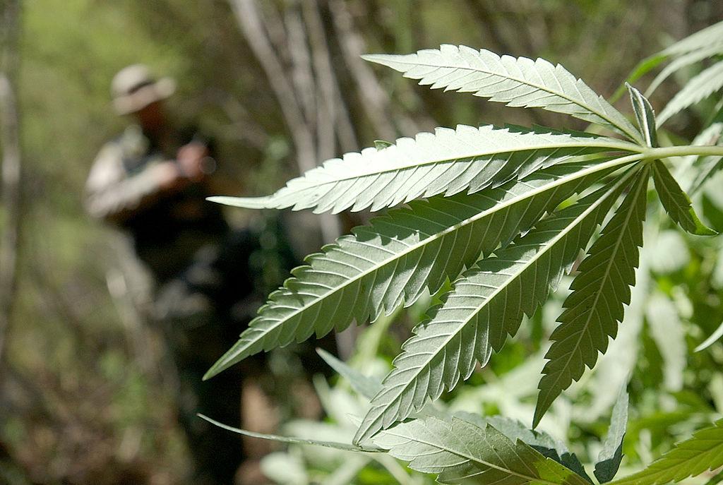 A file photo of a law enforcement task force agent approaching a pot plant during a marijuana raid in a remote area of Annapolis, Calif., on Sept. 4, 2002. (Justin Sullivan/Getty Images)