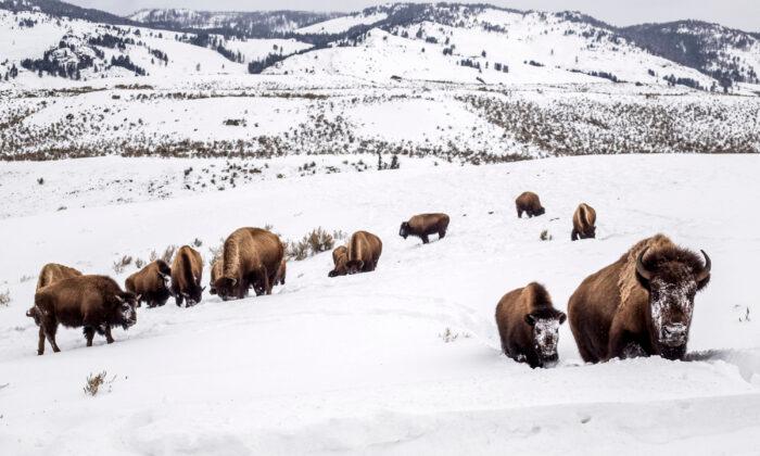 Bison Gores Woman in Yellowstone National Park