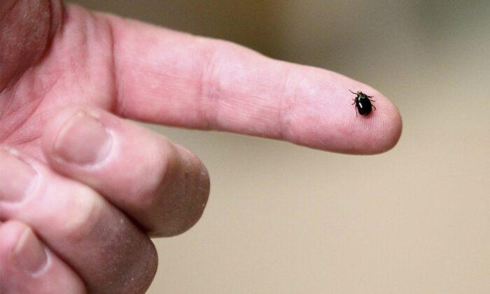 Experts Expect Bad Year for Ticks as Disease-Carrying Bugs Expand Range in Canada