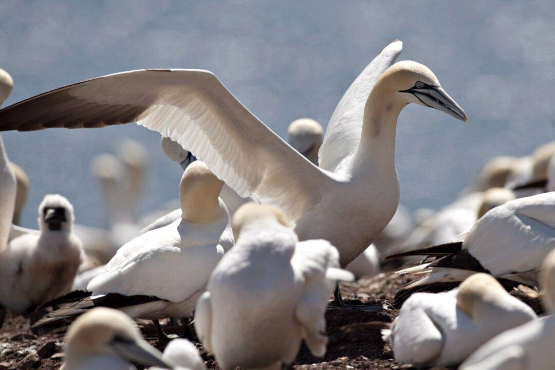 Strain of Highly Pathogenic Avian Influenza Kills Thousands of Birds in Quebec